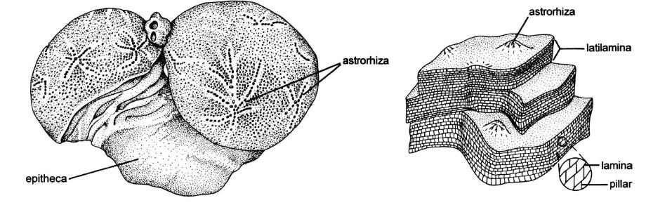images/astrorhiza.JPG