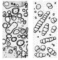 images/microsymbiont.JPG